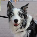Robin Collie - @robincollie_ - Instagram