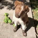 Robin Collie - @mr.robinskins - Instagram