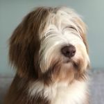 Robin Lärkängens I Feel Good - @robin_the_bearded_collie - Instagram