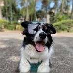 Robin - @robin_border_collie_ - Instagram
