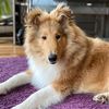 💗robin🐶 - @robin_collie - TikTok
