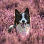 R~O~B~I~N - @robintherotterdamcollie - Instagram