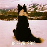 Robin super border collie - @robinesuper - Instagram