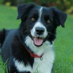 Robin the Border Collie - @robin_the_bc - Instagram