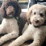 Robin Copley - @ruehleme1007 - Instagram