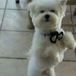 Robin Cornelius - @cornelius6831 - Instagram