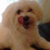 Robin Cornell Sicovitch - @robin.cornell.sic - TikTok