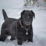 Robin Crocker - @robin_tells_tails - Instagram