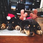 Robin Crum - @orradeb256 - Instagram