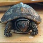 Robin Culbertson Oaks - @oaksrobin - Instagram