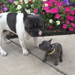 🐾Batman & Robin🐾 Dallas, TX - @batman_n_robin_bluefrenchies - Instagram