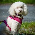 Robin Dewitt - @dewitt9466 - Instagram