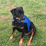 Diesel - @diesel.robin - Instagram
