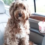 Robin Dillon - @robindillon9 - Instagram