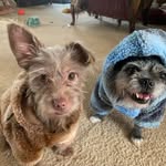Robin Dillon - @sixcatcrazy - Instagram