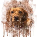 Robin Dowse - Facebook