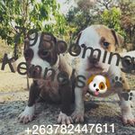 Robin Dube - @zeusthegreat2021 - Instagram