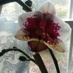robin dutton - @marlinsmomburgundy4 - Instagram