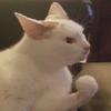 jordis - @robin.feathers - TikTok