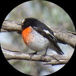 Robin Bowen - @robin_feathered - Instagram
