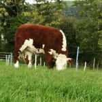 Robin Fee - @drumadonnell_herefords - Instagram