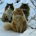Robin Flora - Facebook