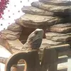 RobinFlora - @larryrandall_0 - TikTok