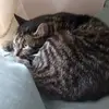 robinfullerton - @robinfullerton - TikTok