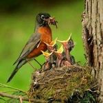 Robin Gabel Dustman - @prairie_robin - Instagram