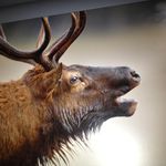Robin Goddard - @robinduncan007 - Instagram