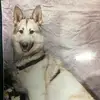 Robin Godfrey 🐺 🐺 🐺 🐺 🐺 - @robin.godfrey7 - TikTok