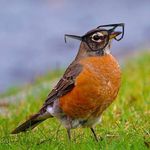Robin Grenier - @phdork - Instagram