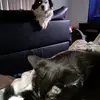 Penelope - @robingrissom - TikTok