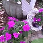 Robin Haislip Farmer - @robinhaislipfarmer - Instagram