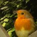 Robin Halpin - Facebook