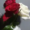 রাত জাগা পাখি - @robinhan0099 - TikTok