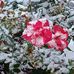 Robin Weiler-Hardesty - Facebook