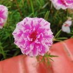 Robin Hassan - @mdmehedihasanrobin0 - Instagram