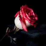 Robin - @robinhasty - Instagram