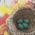 Robin Eggs Hatch - @robineggshatch - Instagram