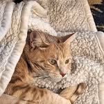 Robin Claire Heintzelman - @rchbirdy - Instagram