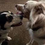 Robin J Hershberger - @robinhershberger - Instagram