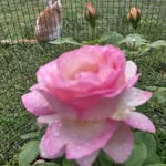 Robin Hilburn Holcomb - @robin.k.hilburn - Instagram