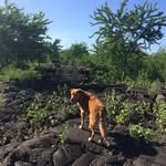 Robin Hill - @808doglove - Instagram