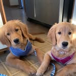Robin Hill Goldens 🧡🐶🧁 - @golden_retriever_cupcakes - Instagram