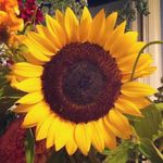 Robin Holstein - @bananapipe - Instagram
