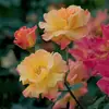 robinholtmann - @robinholtmann - TikTok