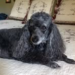 Robin Perkins Howington - Facebook