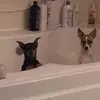 Robin Howland - @robin.howland3 - TikTok
