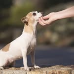 Robin Hubert - @4afrpdogs - Instagram
